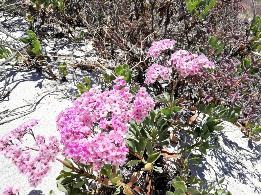 0 Bedroom Property for Sale in Brittania Beach Estate Western Cape